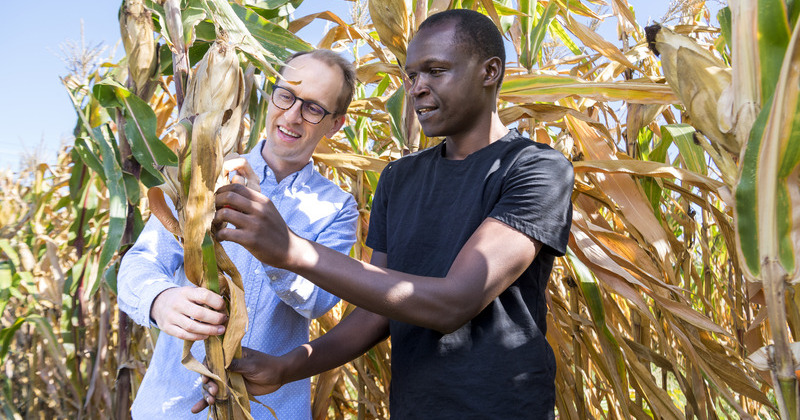 Prof. Kyle Davis with doctoral student examining ear of corn