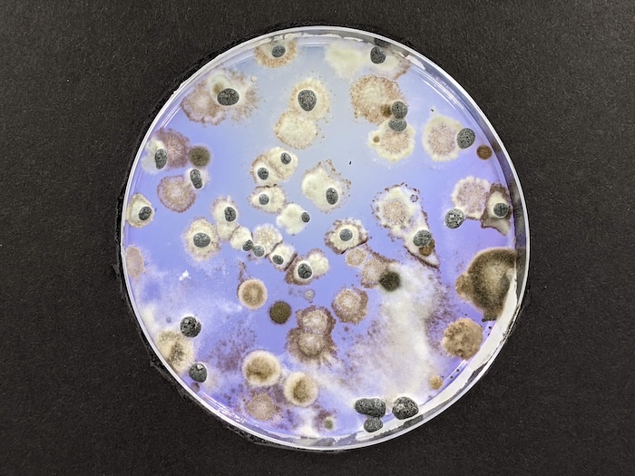 Spore trappings collected by graduate student, Madeline Henrickson.