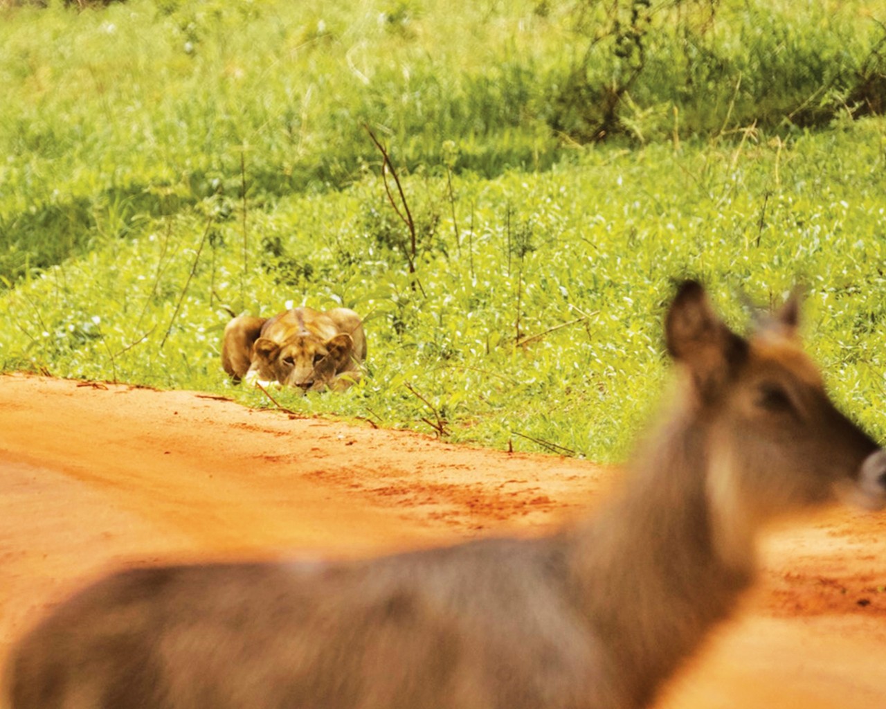 Study Abroad Storytelling Contest, Faculty Directors and Campus Partners Award Winner: Lioness Stalks Her Prey