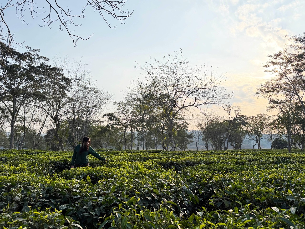 Study Abroad Storytelling Contest, CGPS Directors Award Winner: Tea Gardens