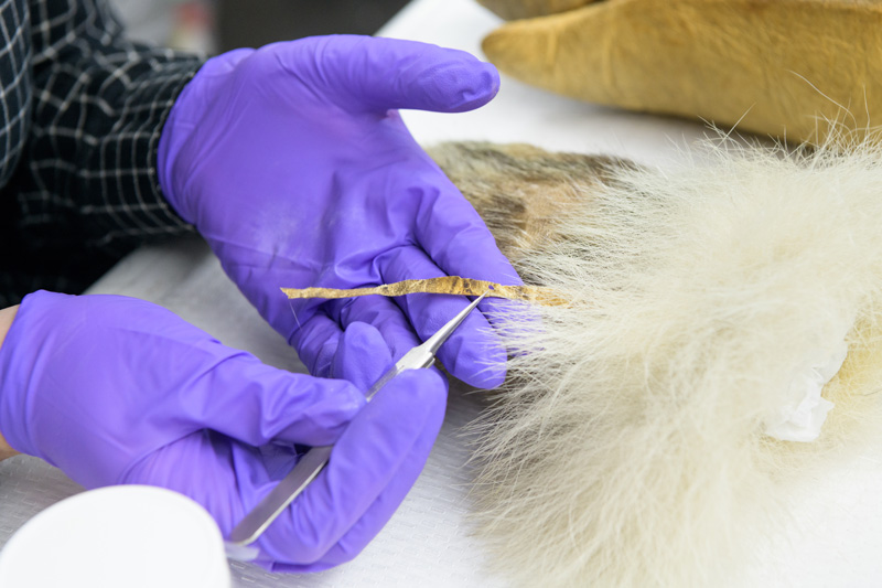 Caitlin Richeson, a graduate student in the Winterthur / University of Delaware Program in Art Conservation program, working to conserve the mittens worn by Matthew Henson during the 1908–09 expedition to the geographic North Pole with Robert Peary. Henson, who served as navigator, craftsman, and was known as Peary's "first man" on the expeditions, was also the first African-American Arctic explorer. - (Evan Krape / University of Delaware)