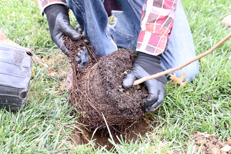 Students in Dr. Tara Trammells Urban Forestry class (PLSC367) plant a new type of elm tree in order to study hardiness against Dutch Elm Disease. with Vince Dimico