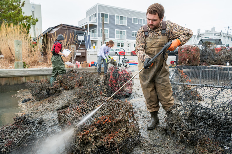 Graduate students, faculty, and staff with the College of Earth, Ocean, and Environment and Delaware Sea Grant working in Rehoboth Bay to clean up to clean up "ghost" (derelict and abandoned) crab pots which litter the floor of the Bay. A previous survey found over 300 pots which have been lost or abandoned that can nevertheless still trap and kill wildlife that come across them, as well as pose a risk to boaters and swimmers. Once the pots have been removed from the bottom they are cleaned up and made available for repair and reuse or broken up and recycled.