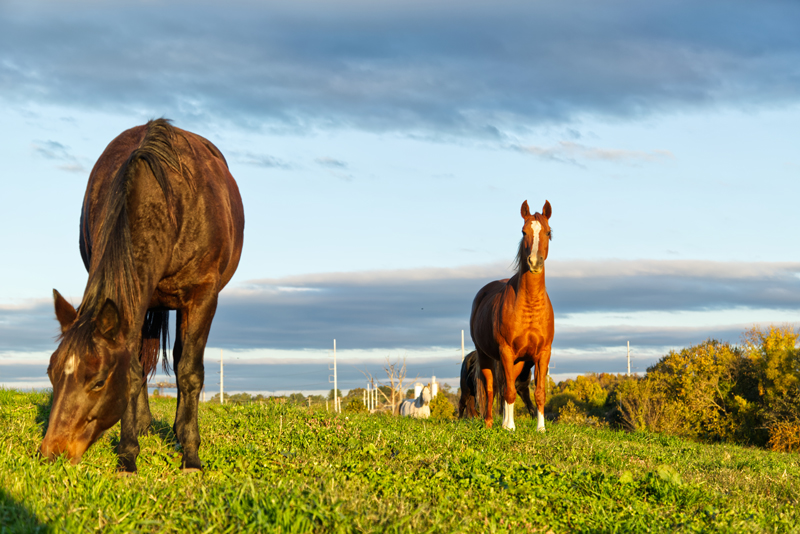 Horses on UD’s CANR Webb Farm taken at sunrise.