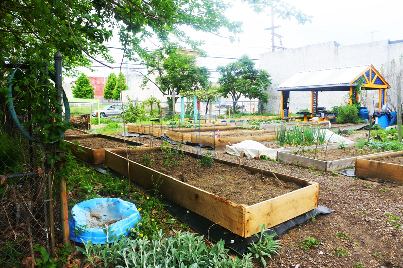UD student Ryan DeRosa is working on a cluster of gardens known as Las Parcelas that seeks to reintroduce culturally significant green spaces in Philadelphia.