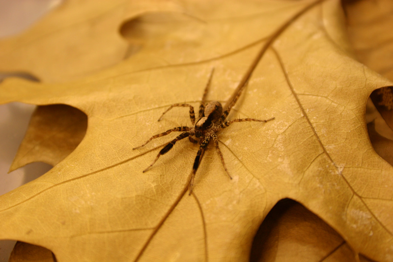 With brains the size of poppy seeds, wolf spiders' intricate use of multimodal communication in courtship is nothing short of astonishing. Arachnologist George Uetz is at the forefront of uncovering the secrets to their ecology. For his contributions to entomology, Uetz was awarded the 2021 Distinguished Alumni Award from the College of Agriculture and Natural Resources.