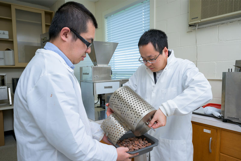 Juzhong Tan is dumping roasted cocoa beans from a drum roaster as postdoctoral researcher Ruogu Tang holds the tray.