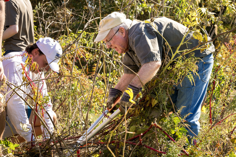 If invasive plants grow out of control, then an area loses its biodiversity, the ability for multiple plant and animal species to function at once and create a rich ecosystem. That’s why Doug Tallamy worked with students on a warm October day to remove some invasive species from the UD Wetlands.