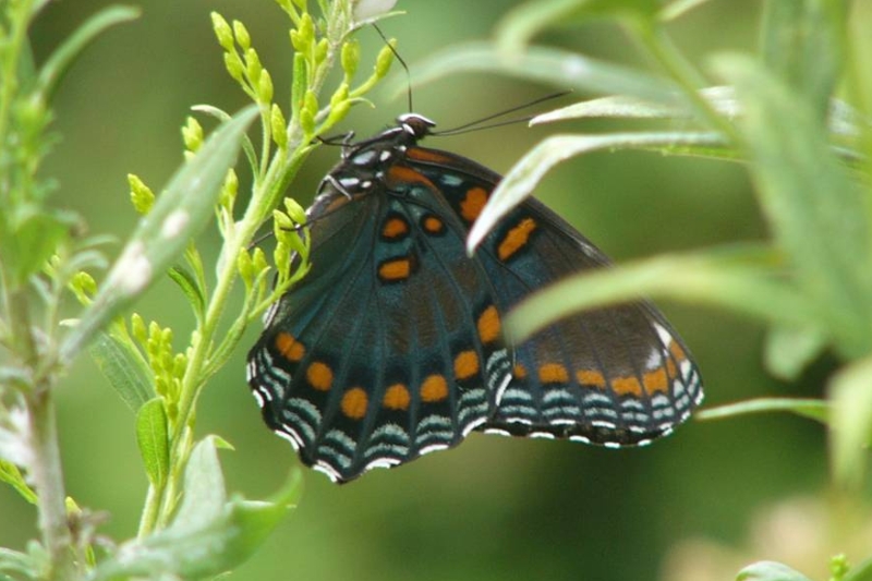 Red-Spotted Purple Butterfly on Goldenrod