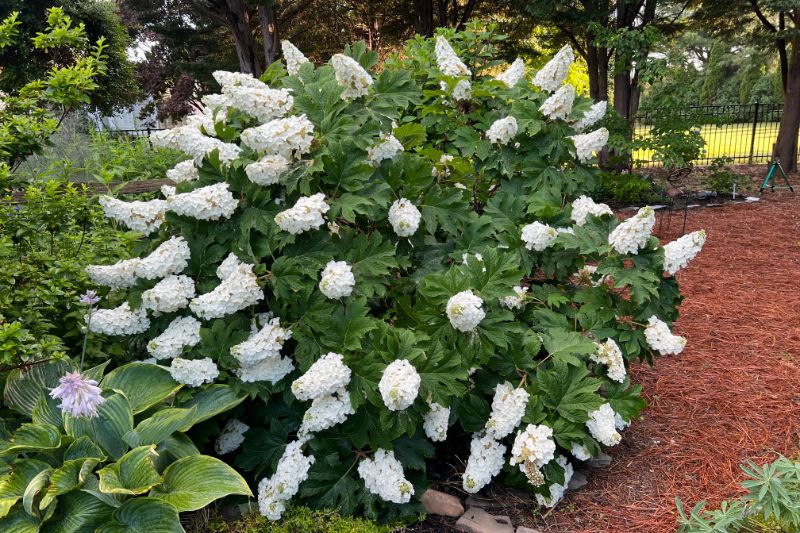 Native oakleaf hydrangea