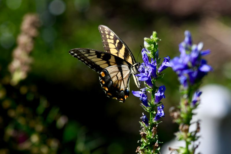 Eastern Tiger Swallowtail on native Lobelia siphilitica 