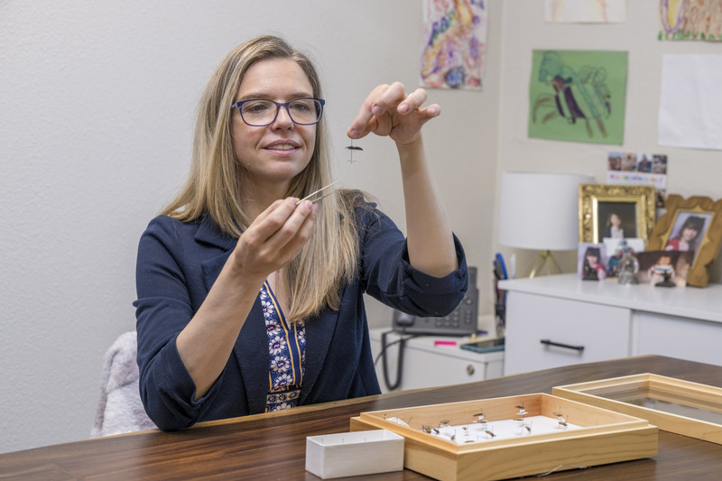 Jennifer K. Peterson, University of Delaware assistant professor and medical entomologist, is studying kissing bugs in Delaware this summer. She is setting out to close the knowledge gap after a New Castle County homeowner found two in their home and searched for answers. Kissing bugs can be infected with Trypanosoma cruzi, a parasite that causes Chagas disease, which can lead to serious heart problems.