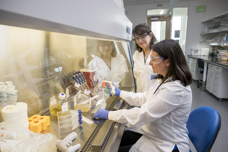 Esther Biswass-Fiss (standing) works in the lab with Masoumeh “Masi” Sadeghinejad, a first-year doctoral student on vision research. 