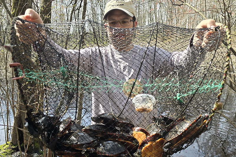 As Delaware’s state herpetologist, Nate Nazdrowicz captures turtles to study and monitor population trends. The turtles are examined for gender (sexed), measured, marked, and released. (Credit: Jim White)