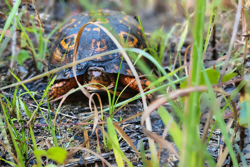 When threatened, the common box turtle (Terrapene carolina) pictured here, can pull its tail, head and limbs inside and shut its hinged shell. The genus only occurs in North America and is classified as vulnerable by the International Union for Conservation Red List. (Credit: Andy Tocydlowski)