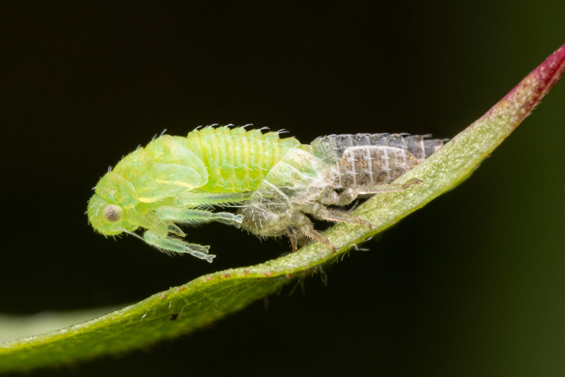 Hendrix also honed his insect photography over the years. Here, he photographed a nymphal Macropsis (a leafhopper) molting its exoskeleton.