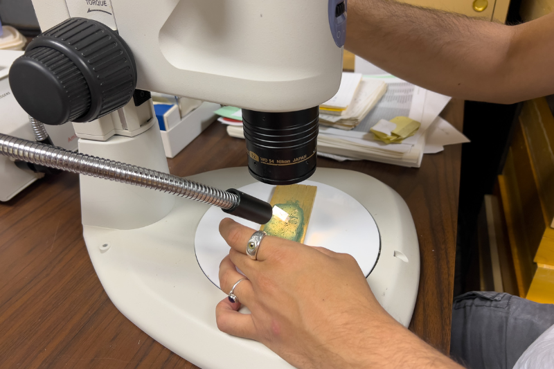 Through his work at the UDCC, Hendrix learned to identify insects through dissections and molecular techniques when they have too similar morphology to identify with the naked eye. 