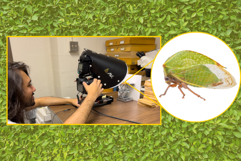 Working under Charles Bartlett, UD Class of 2025 insect ecology and conservation major Solomon Hendrix used UD’s Insect Research Collection (UDCC) to study planthoppers.