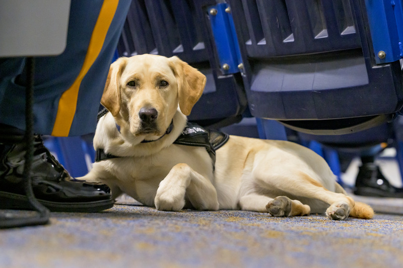 Patti, the UD Police Department’s facility dog, awaits being sworn in during the UDPD annual awards ceremony in June. 