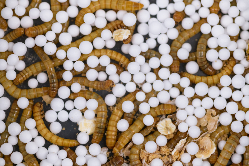 Blenner and collaborators study the gut microbiome of the yellow mealworm to identify the components that break down plastics.