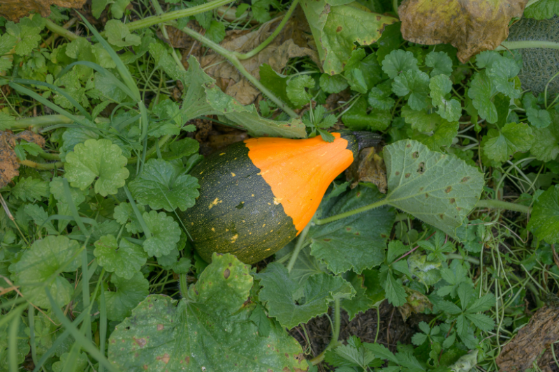 A bear path squash growing in the garden.