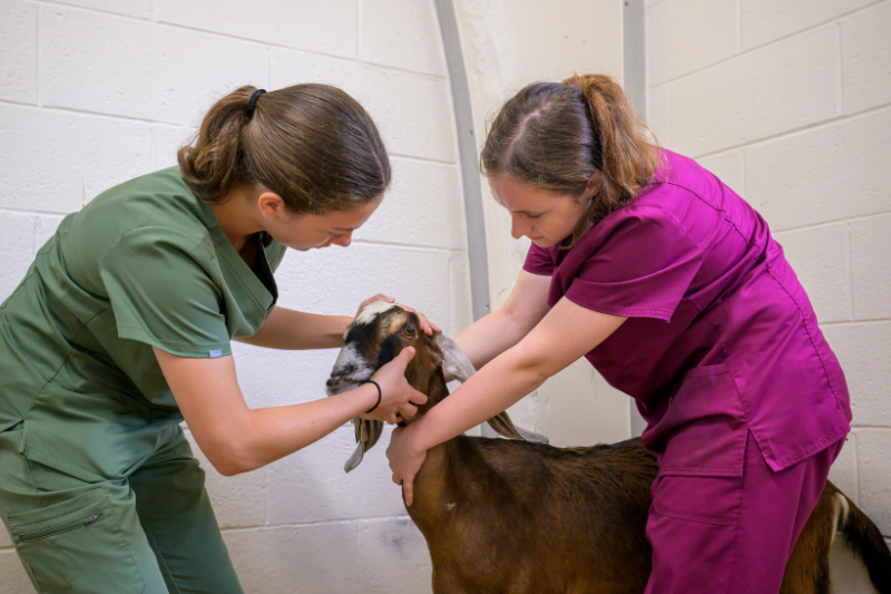 University of Delaware students Angela Minner (left) and Annie Cahill (right), work with Nubian goats Raspberry and Ginger to perform health checks. Interns like Minner and Cahill help further CORL’s mission to improve the lives of animals and people suffering from disease, deformities and injuries of the spine and limbs, while getting important training for their veterinary pursuits. 