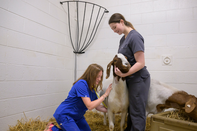 Students interning at CORL learn basic animal handling techniques and common assessments they’ll use as veterinarians. Alexis Rabinovitch (left) and Sophie Marisi (right) perform a Temperature, Pulse and Respiration (TPR) test, a basic vital signs assessment that veterinarians use to quickly evaluate an animal's overall health. 