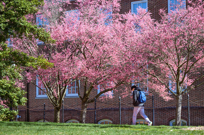 Cherry blossom trees on campus