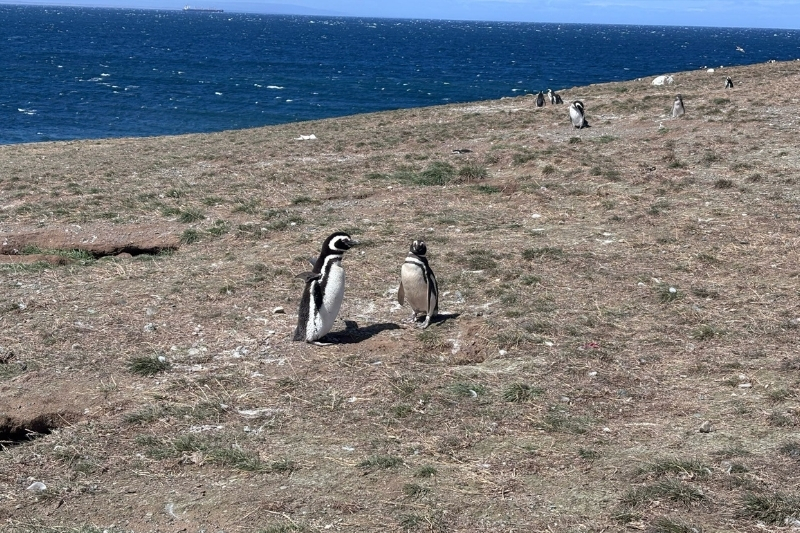 Two penguins stand along the shoreline of Magdalena Island, Chile, offering a memorable glimpse of the region’s remarkable wildlife. 