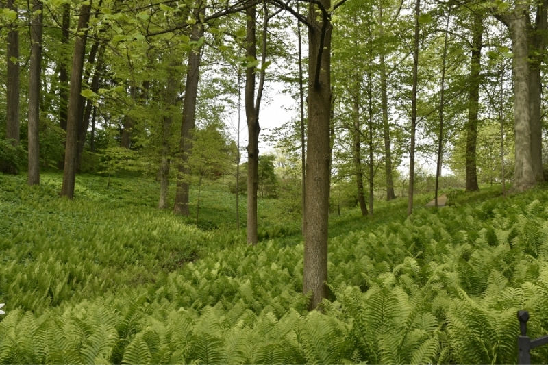The March Bank, the oldest garden on the Winterthur estate. Native ostrich ferns reach through a ground cover of Asian pachysandra. These two ground covers help stabilize the woodland streambank during many flash-flooding events. 