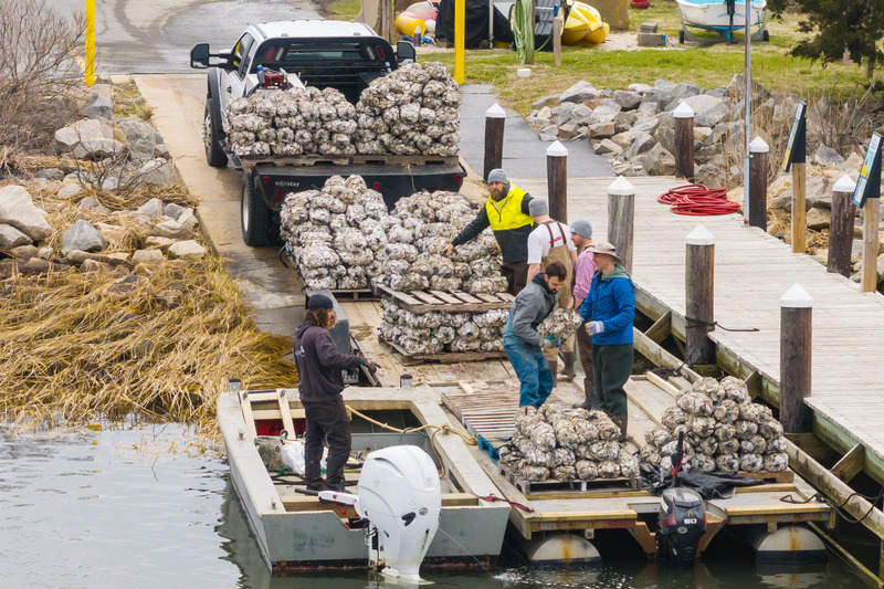 On the first day of installation, the research team moved over 1,800 shell bags of oysters for the living shoreline. 