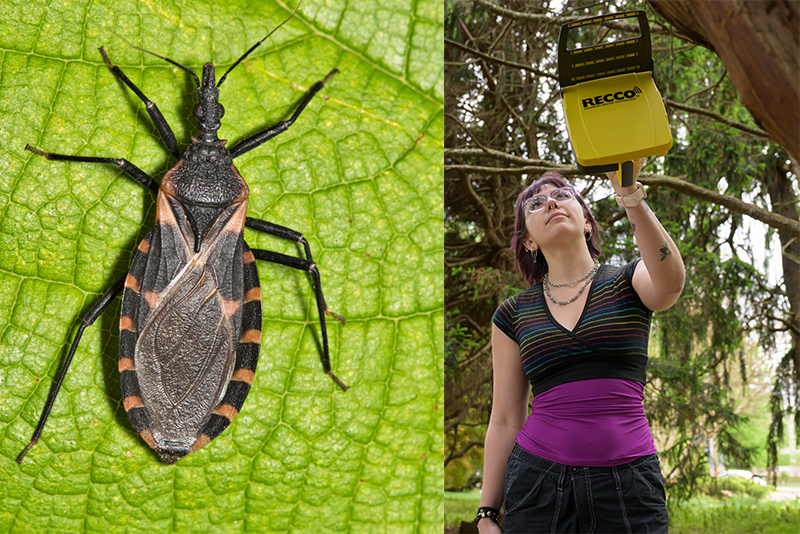 Cortes searches a tree for signals emitted by harmonic radar-tagged insects using a portable HR tag-detecting device. 