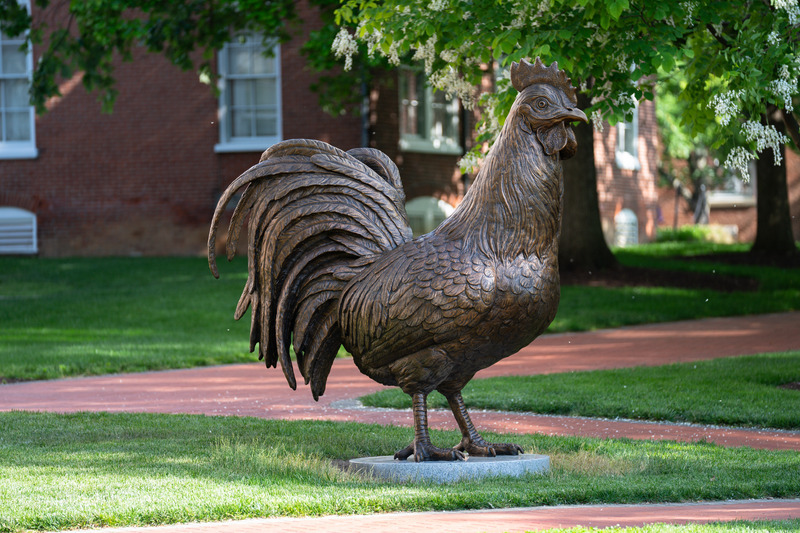 The Blue Hens Forever sculpture, a striking bronze statue of UD’s mascot near Alumni Circle, was installed in a space between Alumni Hall and the Carpenter Sports Building.