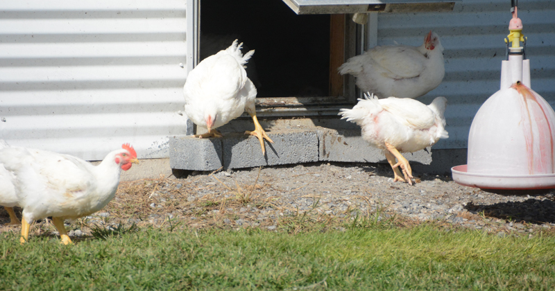 University of Delaware researchers in the College of Agriculture and Natural Resources have made a new discovery in their work on wooden breast syndrome in chickens.